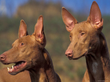 Domestic Dogs, Two Pharoah Hounds