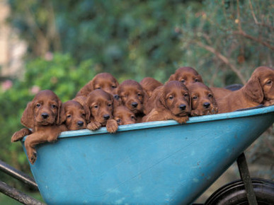 Domestic Dogs, a Wheelbarrow Full of Irish / Red Setter Puppies