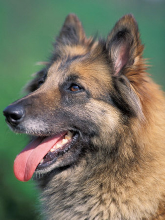 Domestic Dogs, Belgian Malinois / Shepherd Dog Face Portrait