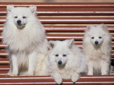 Domestic Dogs, Volpino Italiano / Italian Spitz Family