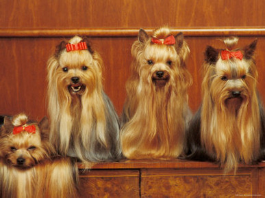 Domestic Dogs, Four Yorkshire Terriers Sitting / Lying Down