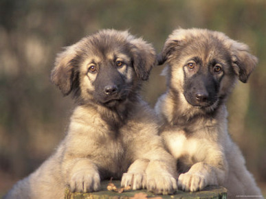 Domestic Dogs, Two Owatcha Puppies (Malamute and Wolf Mix)