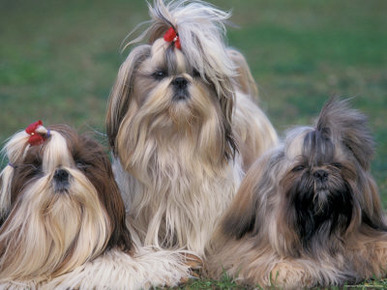 Domestic Dogs, Three Shih Tzus Sitting or Lying on Grass with Their Hair Tied Up