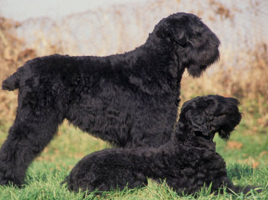 Domestic Dogs, Russian Black Terrier with Pup
