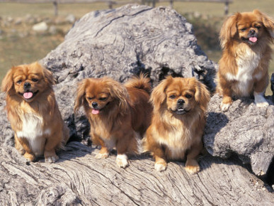 Domestic Dogs, Four Tibetan Spaniels on Rocks