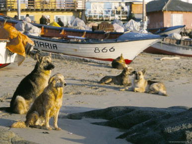 Fishermen's Dogs Awaiting Their Return, Horcon, Chile, South America