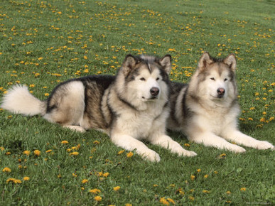 Two Alaskan Malamute Dogs, USA
