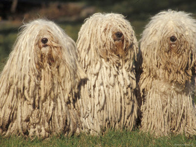 Domestic Dogs, Three Pulik / Hungarian Water Dogs Sitting Together