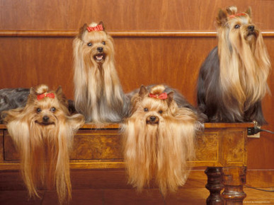 Domestic Dogs, Four Yorkshire Terriers on a Table with Hair Tied up and Very Long Hair