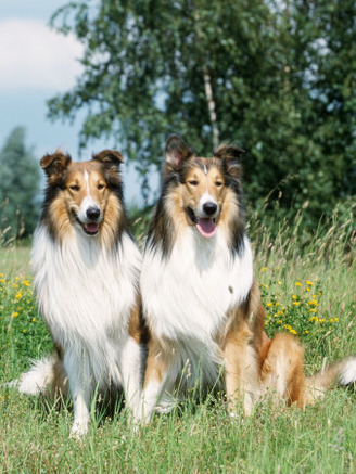 Two Collie Dogs