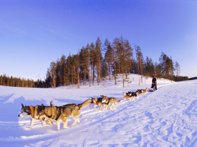 Driving a Dogsled with a Team of 8 Siberian Huskies, Karelia, Finland, Europe