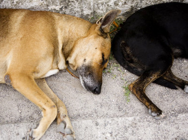 Two Sleeping Dogs Lie Next to Each Other, French Polynesia