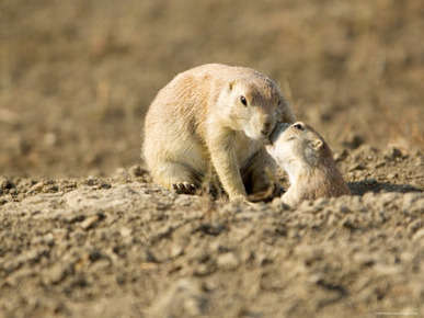 Black-Tailed Prairie Dogs in Eastern Montana