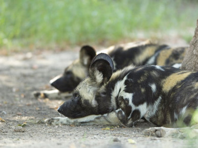 African Hunting Dogs from the Sedgwick County Zoo, Kansas