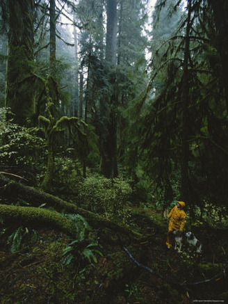 Hiker and Dogs in a Stand of Old Growth Spruce Trees on Vancouver Island