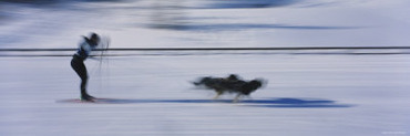 Dogs Pulling a Skier on Snow, Canmore Nordic Center, Canmore, Alberta, Canada