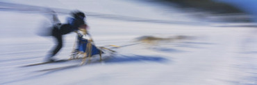 Dogs Pulling a Sled on Snow, Canmore Nordic Center, Canmore, Alberta, Canada