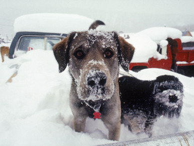 Dogs Covered in Snow, Crested Butte, CO