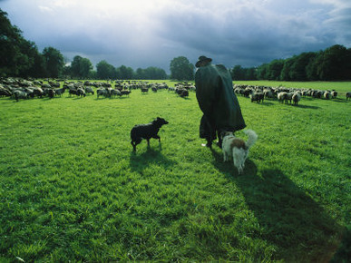 A Shepherd and His Dogs Tend Their Flock of Sheep