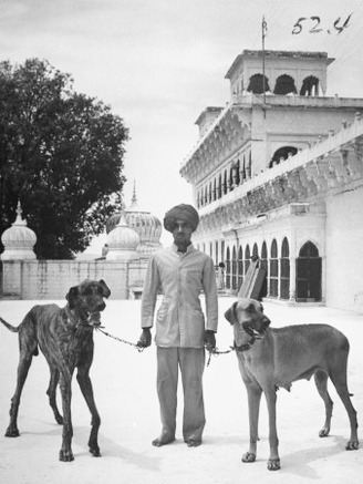 Marahaja's Great Dane Dogs Which Tower High in Comparison to an Assistant