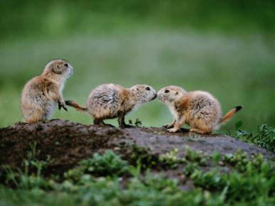 Prairie Dogs Touch Noses in a Possible Prelude to Kin Recognition