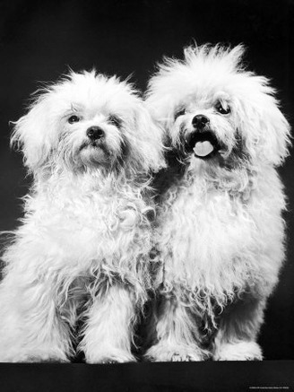 Tibetan Terrier Dogs