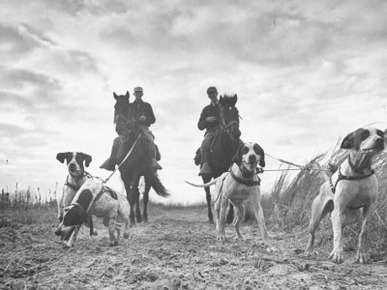 Dogs and Hunters Roading During the Continental Field Dog Trials