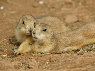 Close View of a Pair of Prairie Dogs