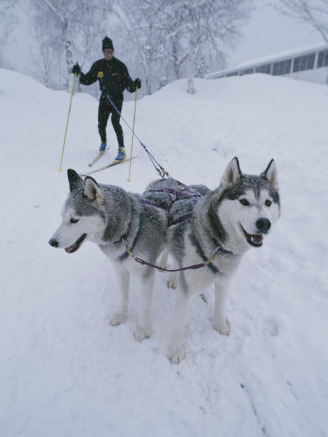 A Man Skijoring with His Dogs