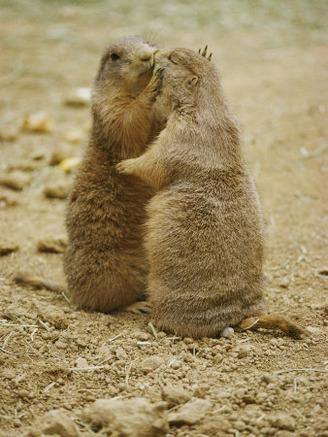 National Zoo Prairie Dogs Show Affection by Kissing