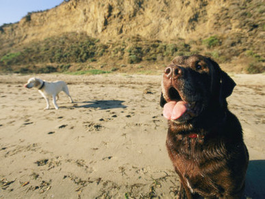 Two Dogs Take a Breather on the Beach