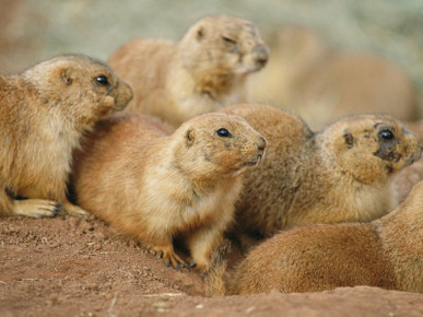 A Group of Prairie Dogs Cluster Around the Entrance to Their Den