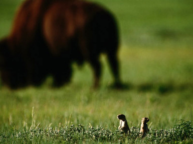 Black-Tailed Prairie Dogs and Bison