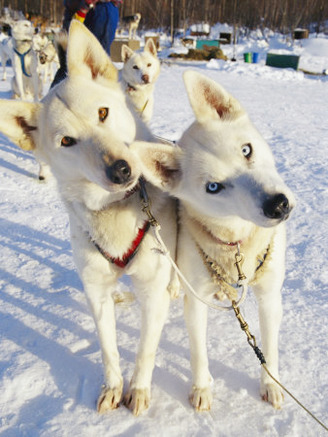 Portrait of Two Husky Sled Dogs, Their Heads Cocked with Curiosity