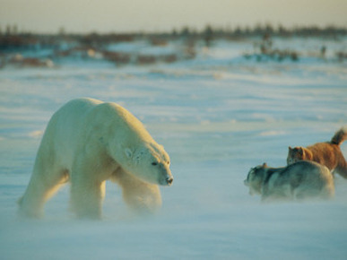 A Polar Bear (Ursus Maritimus) and Two Dogs Engage in a Confrontation
