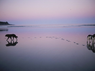 Two Dogs on the Beach at Twilight Walk in Opposite Directions