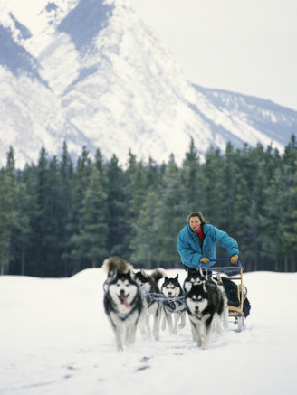 A Woman Driving a Dogsled in a Forest