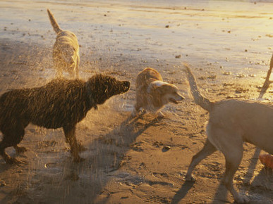 Water Drops Fly as Dogs Shake Themselves on a Beach