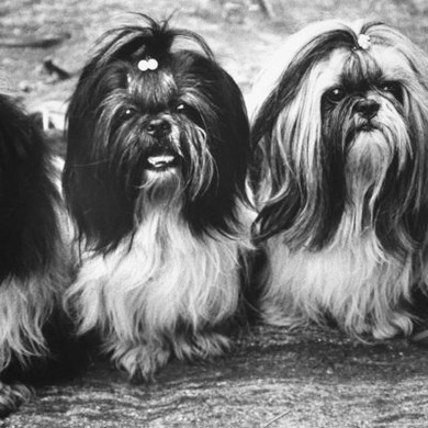 Expensive Little Chinese Dogs Shih Tzus Once Owned Only by Royalty