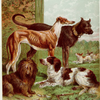 Illustration by Kronheim of Various Dogs, from Aunt Louisa's Birthday Gift