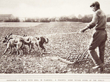 Harrowing a Field with Dogs in Flanders: Peaceful Scene Within Shells