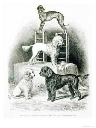 Poodles and Whippet - Group of Mr. Walton's Performing Dogs