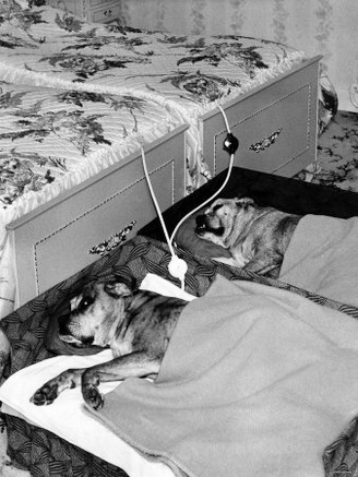 The Watson's Boxer Dogs in Their Beds with Electric Blankets