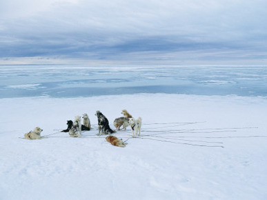 Dogsled Dogs at Rest