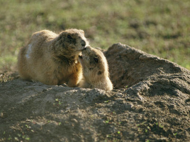 Two Prairie Dogs at the Entrance to Their Den